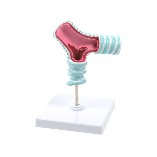 Tracheal Bifurcation Model
