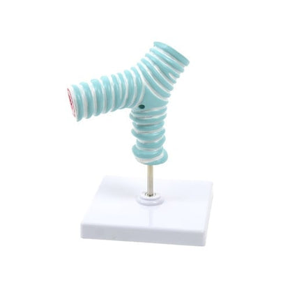 Tracheal Bifurcation Model