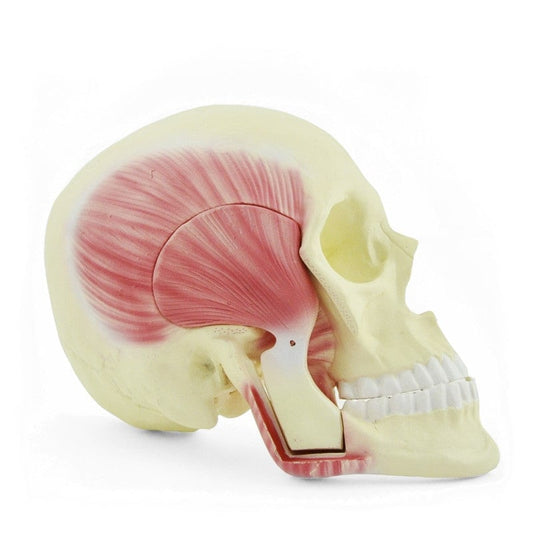 Skull Model with Masticatory Muscles