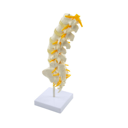 Lumbar Spine Model