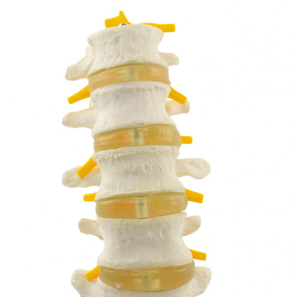 Lumbar Spine Model