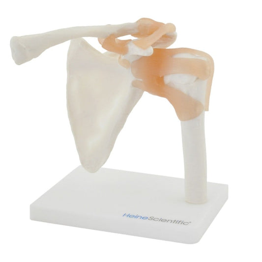 Shoulder Model with Ligaments