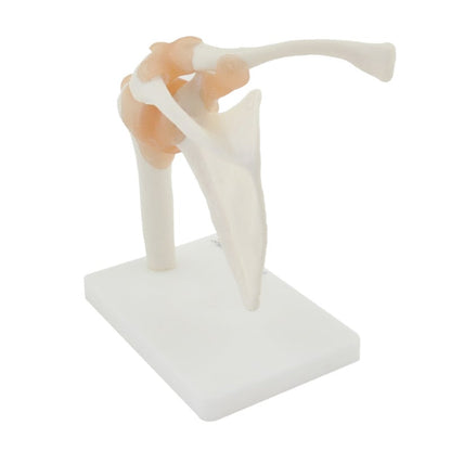 Shoulder Model with Ligaments